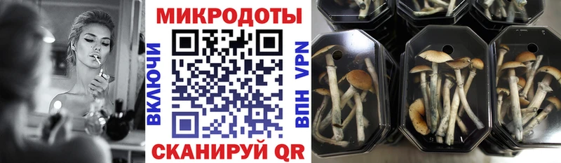 Купить где  Суоярви  Псилоцибиновые грибы Cubensis 